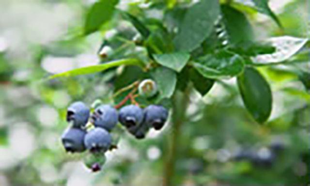 ブルーベリー狩り